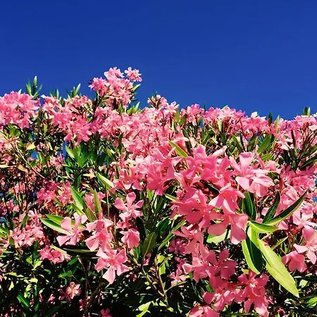 Готель типу 