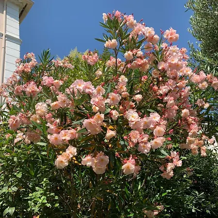 Domaine De L'aufrene Bed & Breakfast Hyeres