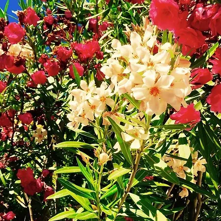 Domaine De L'aufrene