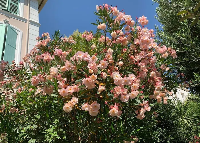 Domaine De L'aufrene Bed & Breakfast Hyeres