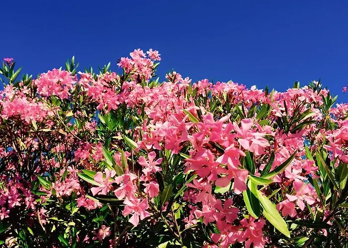 Oda ve Kahvaltı Domaine De L'aufrene 3*