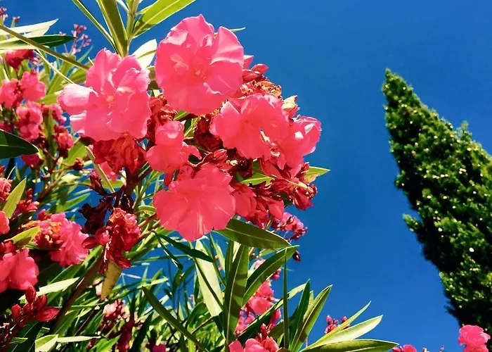 Domaine De L'aufrene 3*