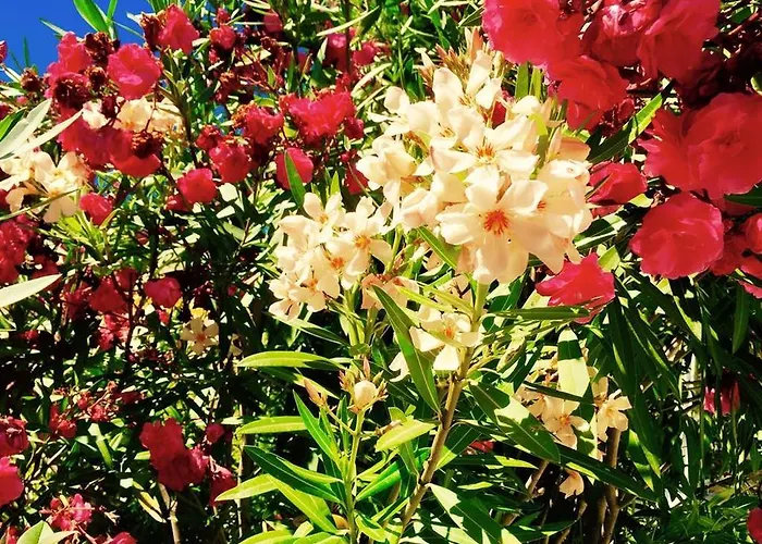 Domaine De L'aufrene