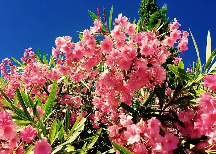 Domaine De L'aufrene Bed & Breakfast 3*